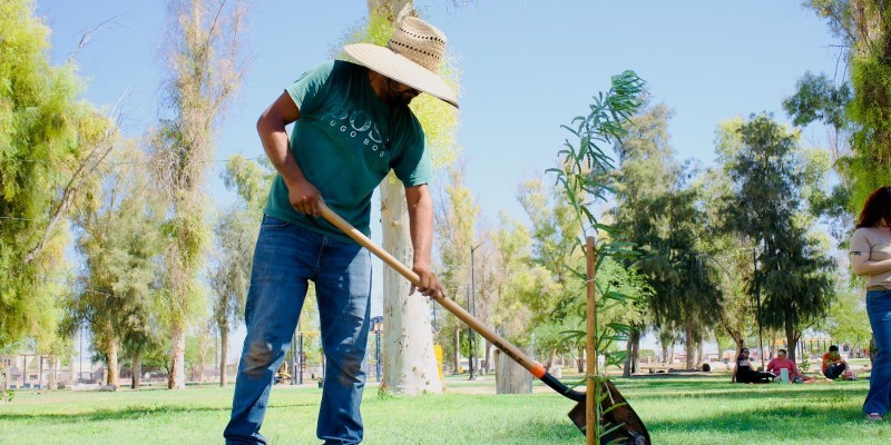 Inicia Obras Públicas nuevo programa de reforestación